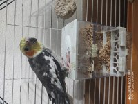 Konuşan sultan papağanı çiko 3 kelime 2 şarkı