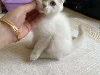 2.5 Aylık Scottish Erkek Acil Yuva