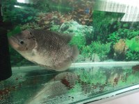 43 Cm Dev Show Boy Gurami