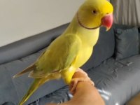 Yetişkin sarı pakistan erkekler