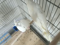 Zincir Desen Heavy Sultan Papağanı