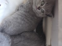 Yavru Kedilerimize Yeni Yuva