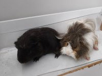 Amerikan Ve Meksikan İki Dişi Ginepig