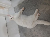 British Beyaz Kedimiz