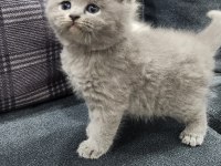 Scottish Straight Ve Fold Yavrular