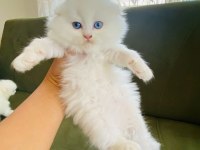 Scottish fold pamuk prenseslerim