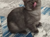 5 Aylık Teslime Hazır Erkek Yavru Kediler