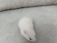 Yavru Suriye Hamsterleri