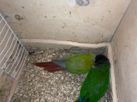 Yeni eşleme konur papağanı takım