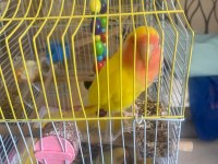 Sultan (Cennet) Papağanlarımıza Yuva Arıyoruz