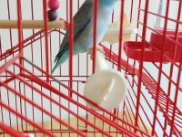 Erkek 3 Aylık Cennet (Sevda) Papağanı