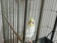 Sarı Lutino Aşırı Uysal Sultan Papağanı