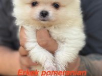 Pomeranian Erkek Yavruları