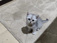 Scottish straight yavrularım