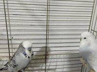 Jumbo Muhabbet Kuşu Hazır Takım Daha Önce Yavru Alındı