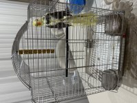 Sultan Papağanı 4 Aylık Krom Kafes