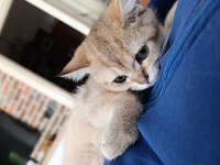 British Shorthair Yavrular 3 Aylık