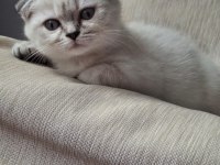 Çok Cana Yakın Dişi Bebek Scottish Fold