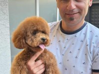 1 Aylık Erkek Toy Poodle Yavru