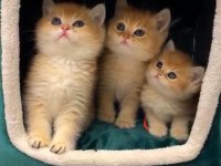 Safkan orijinal british shorthair golden yavrular