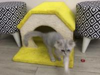 Sahibinden British Longhair Erkek Kedi