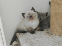 British shorthair ve scottish fold yavrular