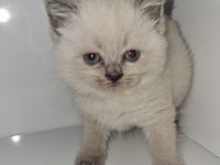 British Shorthair Patiler