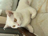 Güzel British Lokumuma Ömürlük Sevgi Arıyorum