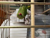 Pakistan Papağanımız