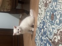 3 Aylık British Shorthair