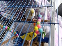 Kuşlar Vakit Ayıramadığımdan Dolayı Sahiplendirilecektir