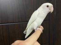 Yavru sevda papağanı 5-6 aylık