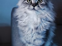 Pamuk Gibi Yün Yumağı Chinchilla Yavrum