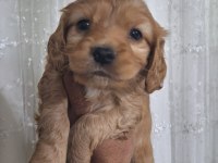Cocker Yavrular Irk Sağlık Garantili