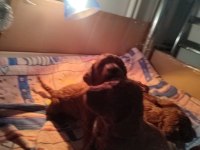 Poodle yavrularımız