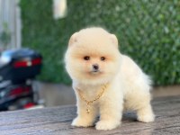 Pomeranian Köpeğimiz