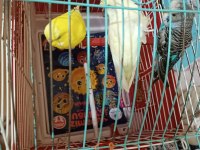 Muhabbet kuşlarımız