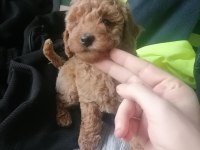 50 Günlük Tea Cup Toy Poodle Bebeklerim