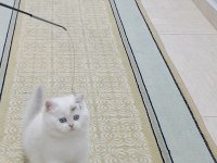 Erkek Ve Dişi British Shorthair Yavrular