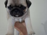 Dişi pug yavru 2 aylık