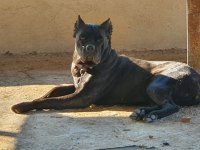 Orjinal Cane Corso Yavrular