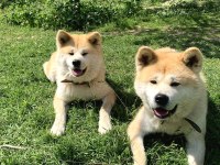 Muhteşem Safkan Japon Akita İnu Yavrular