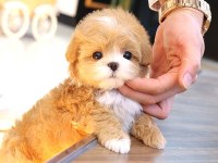 Maltipoo Bebek Köpeklerim