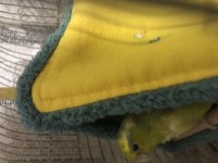 Sevecen Forpus Papağanı