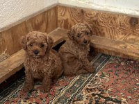 Kore Kan Poodle Bebeklerimiz