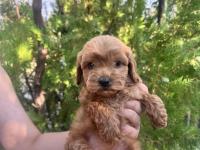 Sıfır boy maltipoo yavrular