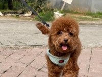 6 Aylık Erkek Poodle