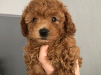 Pırıl pırıl maltipoo yavrular