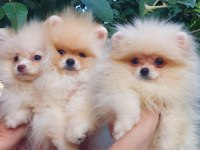 Sağlık Ve Irk Garantili Pomeranian Yavrularımız