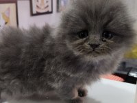 Scottish Fold Erkek Yavru